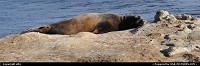 Photo by elki | Santa Cruz  santa cruz, sea lion